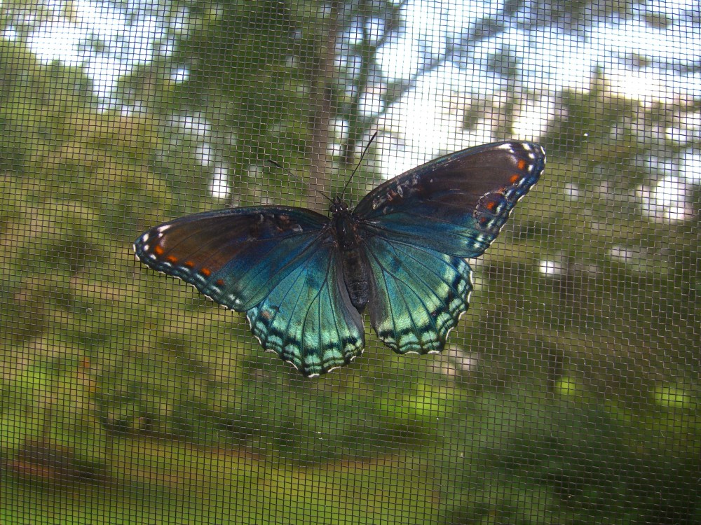 'Astyanax' Red-spotted Purple Butterfly