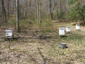 Happy to have 4 hives full!
