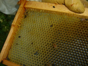 Small hive beetles can ruin a hive and its harvest by breeding in the bee's brood cells.